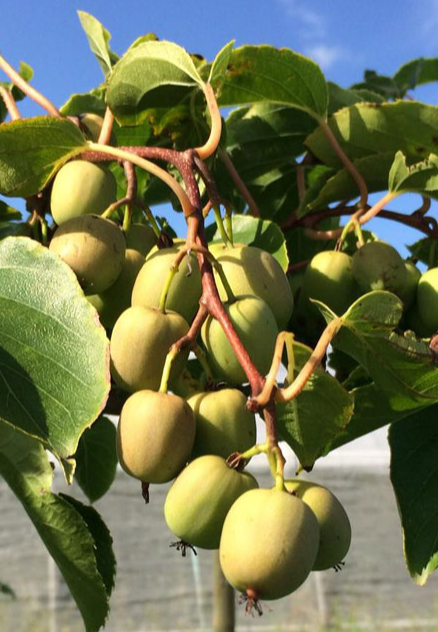 Kiwibeeren von Weigolds Beerenhof in Handschuhsheim